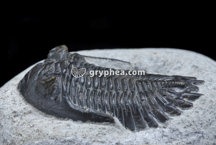 Trilobite - vue latérale (Metacanthina barrandei, Dévonien) - gryphea.com